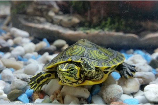 Какую воду можно заливать в аквариум черепах