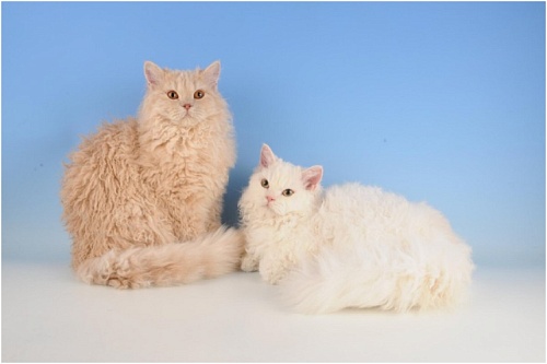 Богемский рекс