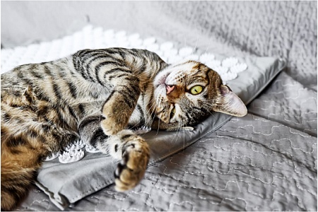 Полный гайд по здоровью кошки на каждом этапе жизни