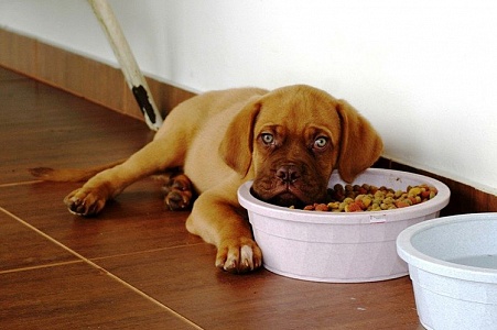 Щенок отказывается от еды при переезде