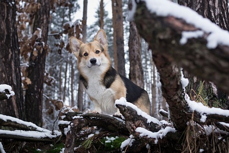 Может ли аномальная зима повлиять на распространение вируса бешенства