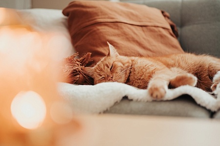 Кошки помогают в изучении медленного сна