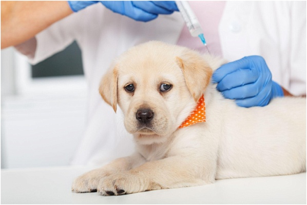 Ветврачи WSAVA привели новый список обязательных прививок
