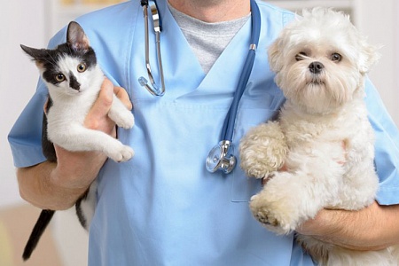 Проверка питомцев на инфекции не выходя из дома