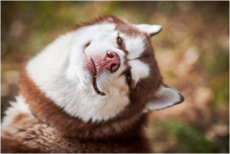 Действительно ли собаки улыбаются и почему