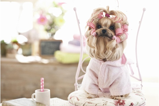 Стрижки у собак: кого, как и зачем стричь