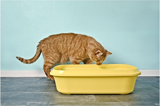 Запор у кошек: причины, симптомы и лечение