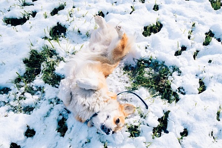 Клещи ушли, но обещали вернуться