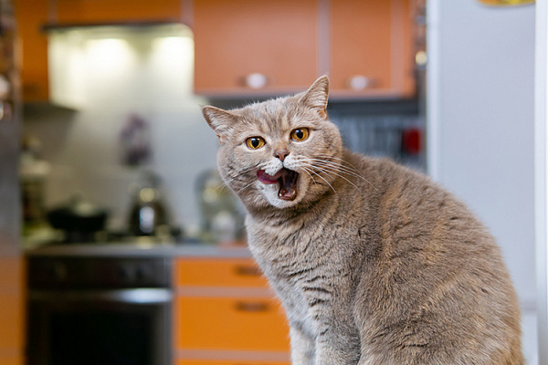 Запах ацетона у кошки: причины и способы решения проблемы