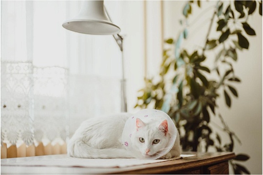 Кошка после стерилизации мало двигается. Как заставить?