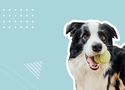 Вебинар "Говорим с собакой на одном языке: простая дрессировка"