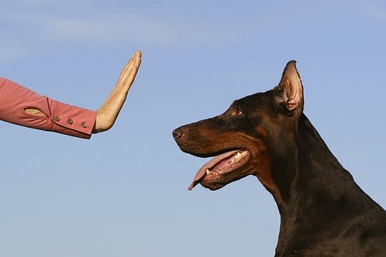 Как научить собаку выполнять команды?