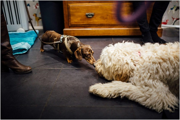 Собаки могут определять рак у сородичей