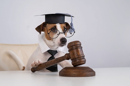 Судьбоносный питомец: адвокат лишился работы из-за собаки судьи