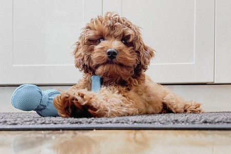 Щенок в новом доме: осмотр, обработка, вакцинация