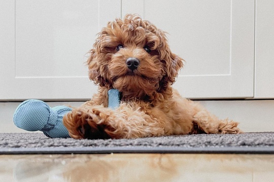 Щенок в новом доме: осмотр, обработка, вакцинация