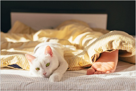 Почему кошка спит в ногах у человека