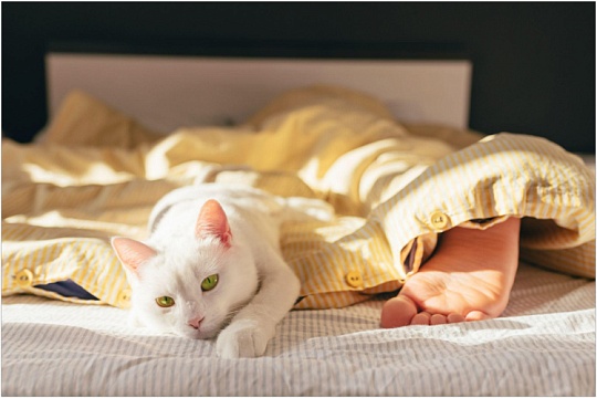 Почему кошка спит в ногах у человека