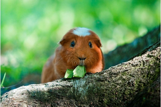 Морская свинка куи Морская свинка куи