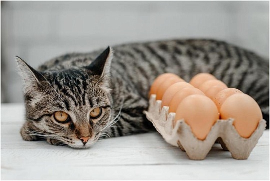 Можно ли кормить котов и кошек яйцами
