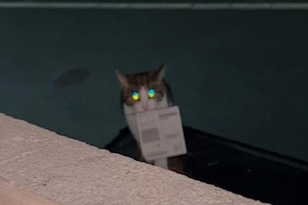 Кот принес владелице выигрышный лотерейный билет