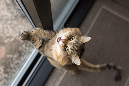 «Акустическая подпись» кошек