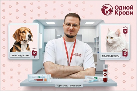 От стресса к системе: как появился портал донорской помощи питомцам