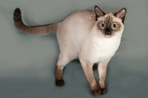 Тайская кошка