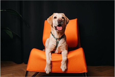 Собаки-актеры: как сделать из питомца звезду