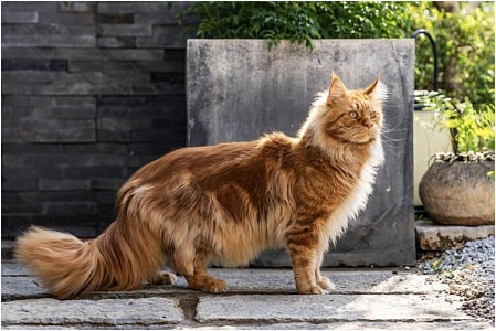 Сроки беременности у кошек и этапы родов