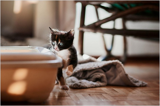 История кошачьего лотка