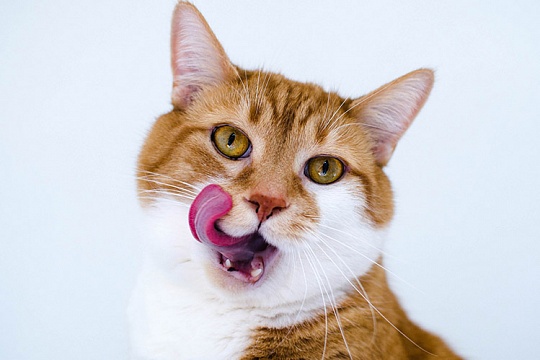 Роль лакомств в жизни кошек