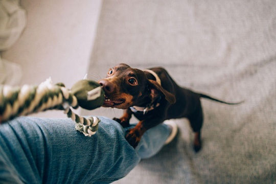 Собаки понимают слова глубже, чем кажется