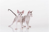 Петерболд (петербургский сфинкс)