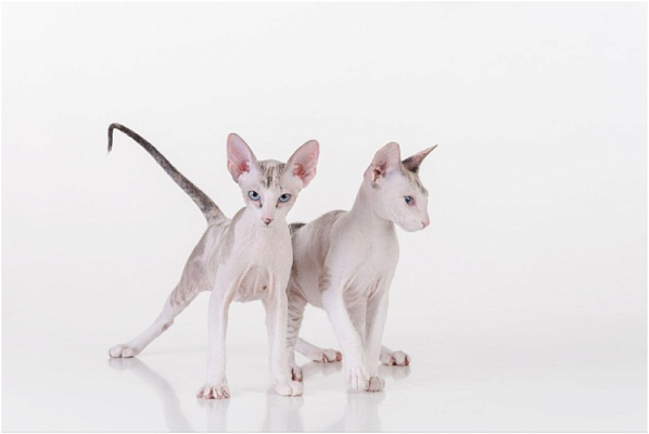 Петерболд (петербургский сфинкс)