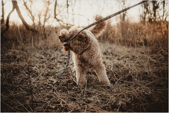 Агрессия у собак: почему проявляется и что с ней делать?