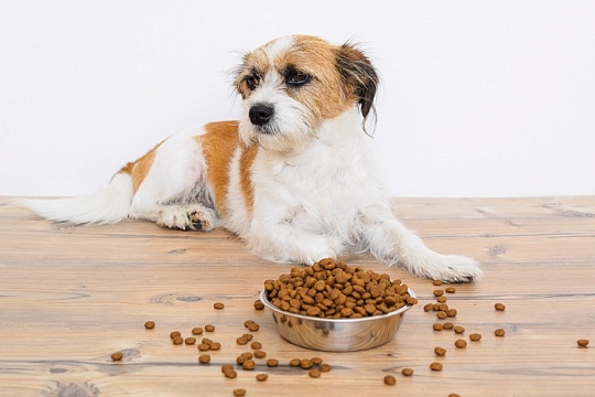 Ешь, пока корм свеж!