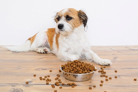 Ешь, пока корм свеж!