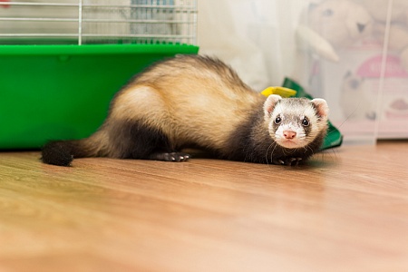 Какой наполнитель выбрать для хорьков?