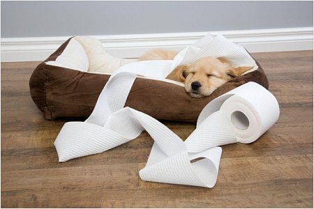 Кровь в кале у собаки