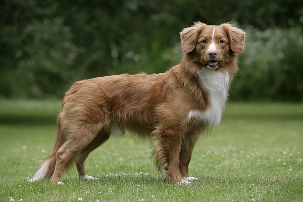 Новошотландский ретривер (толлер)