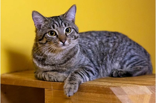 Бразильская короткошерстная 