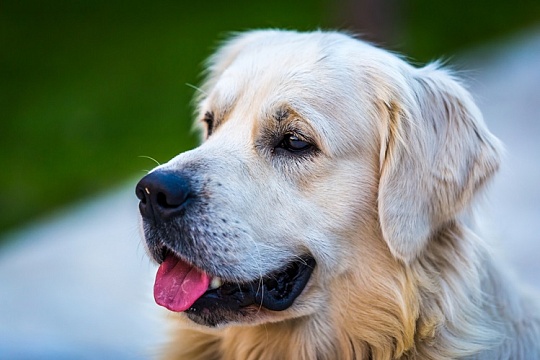 Собаки вступают в новую фазу одомашнивания: исследование Собаки вступают в новую фазу одомашнивания: исследование