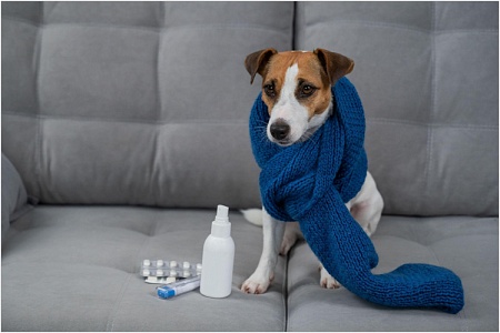 Ринит у собаки