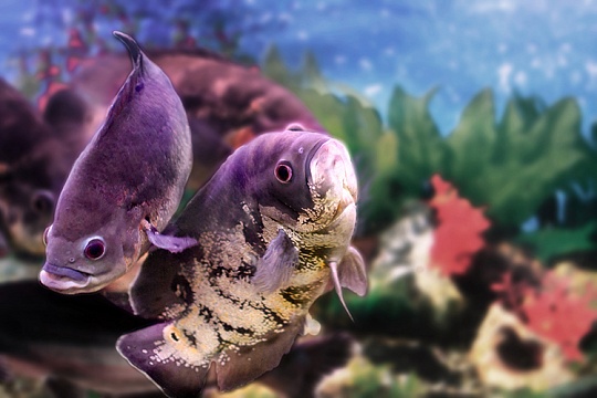 Астронотус: популярная рыба с характером