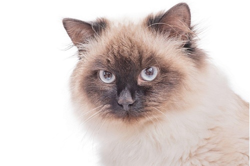 Невская маскарадная кошка