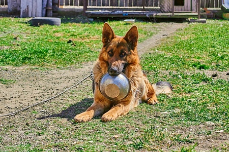 Служебные собаки будут питаться по ГОСТу