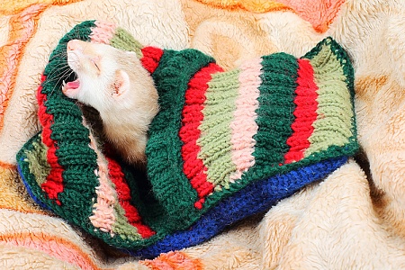 Сколько спят хорьки?