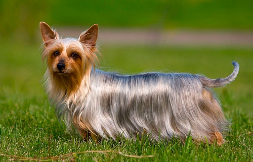 Австралийский шелковистый терьер Австралийский шелковистый терьер