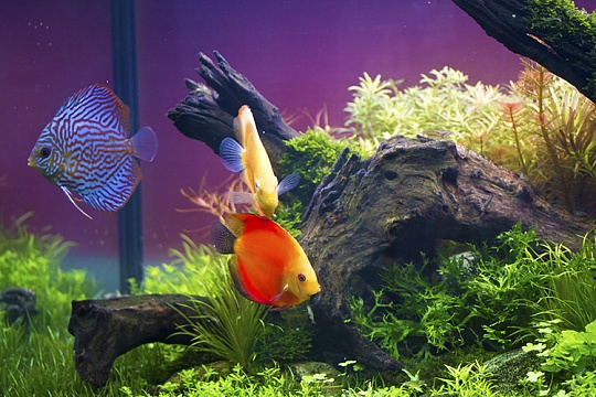 Как правильно декорировать аквариум? Как правильно декорировать аквариум?
